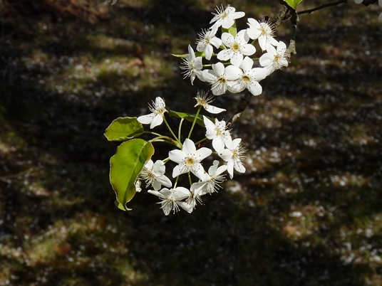 {Pyrus calleryana}